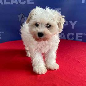 Schnoodle