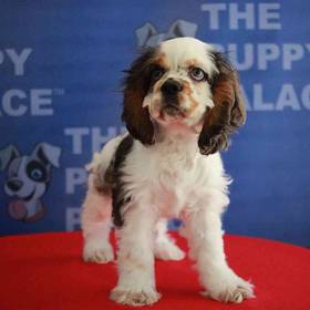 Cocker Spaniel