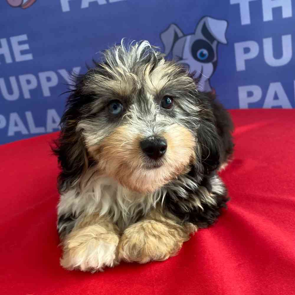 carousel pet images