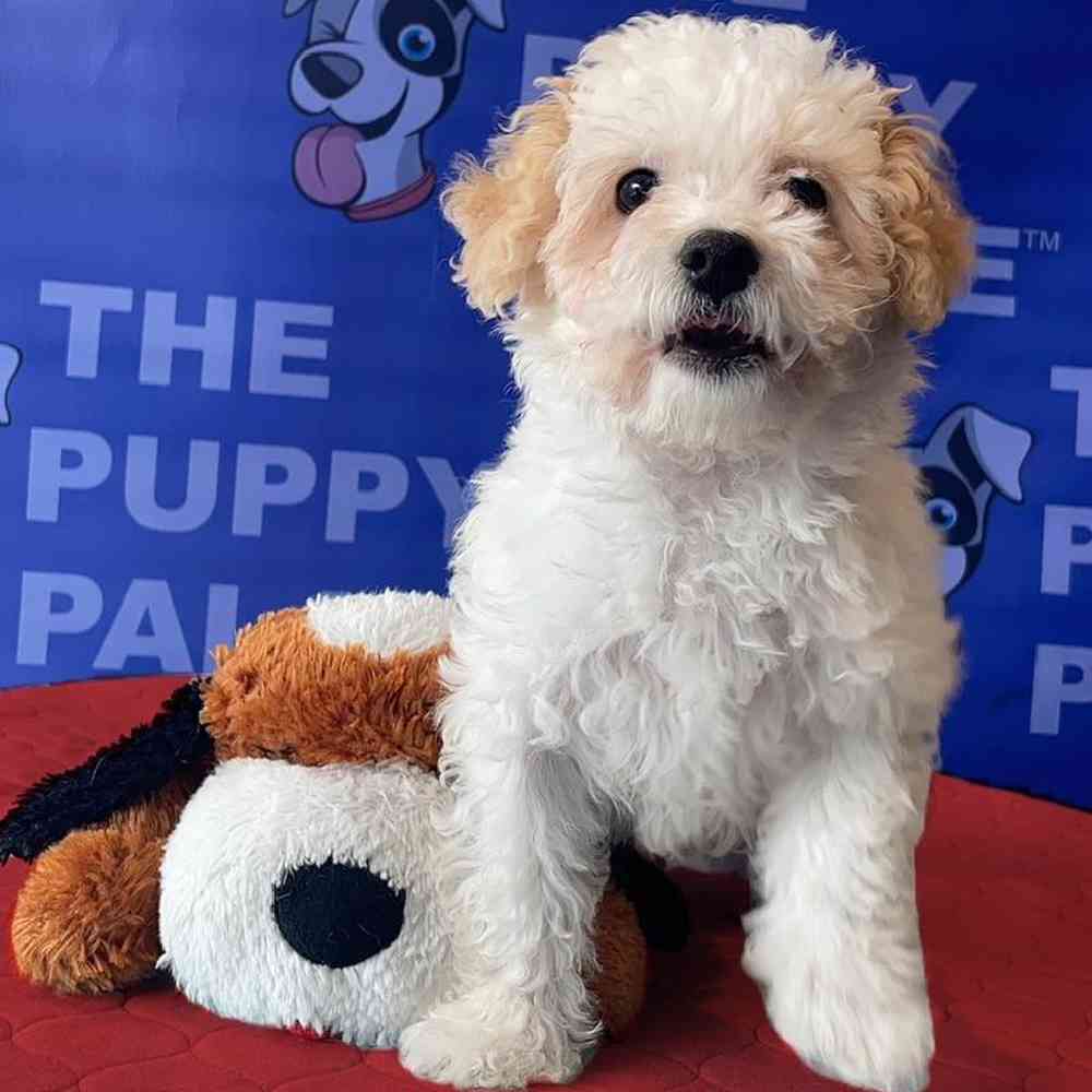 Female Bichon-Poodle Puppy for sale