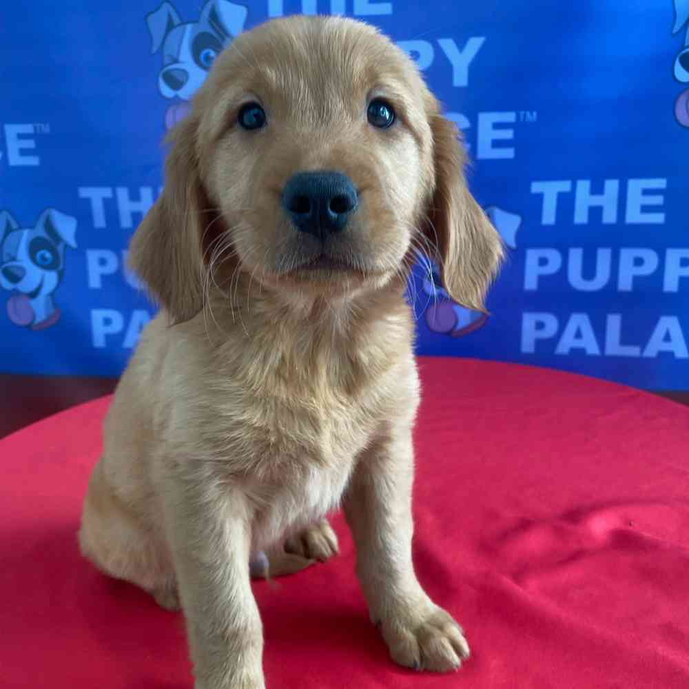 Image of a pet breed in the gallery