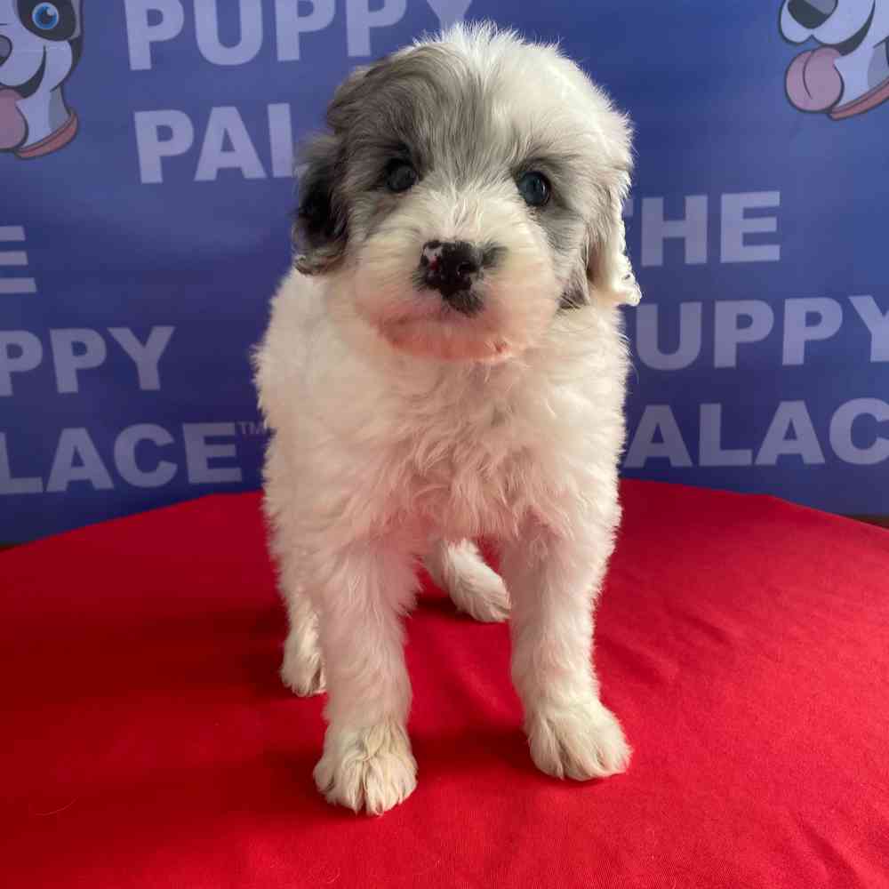 carousel pet images