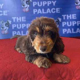 Dachshund