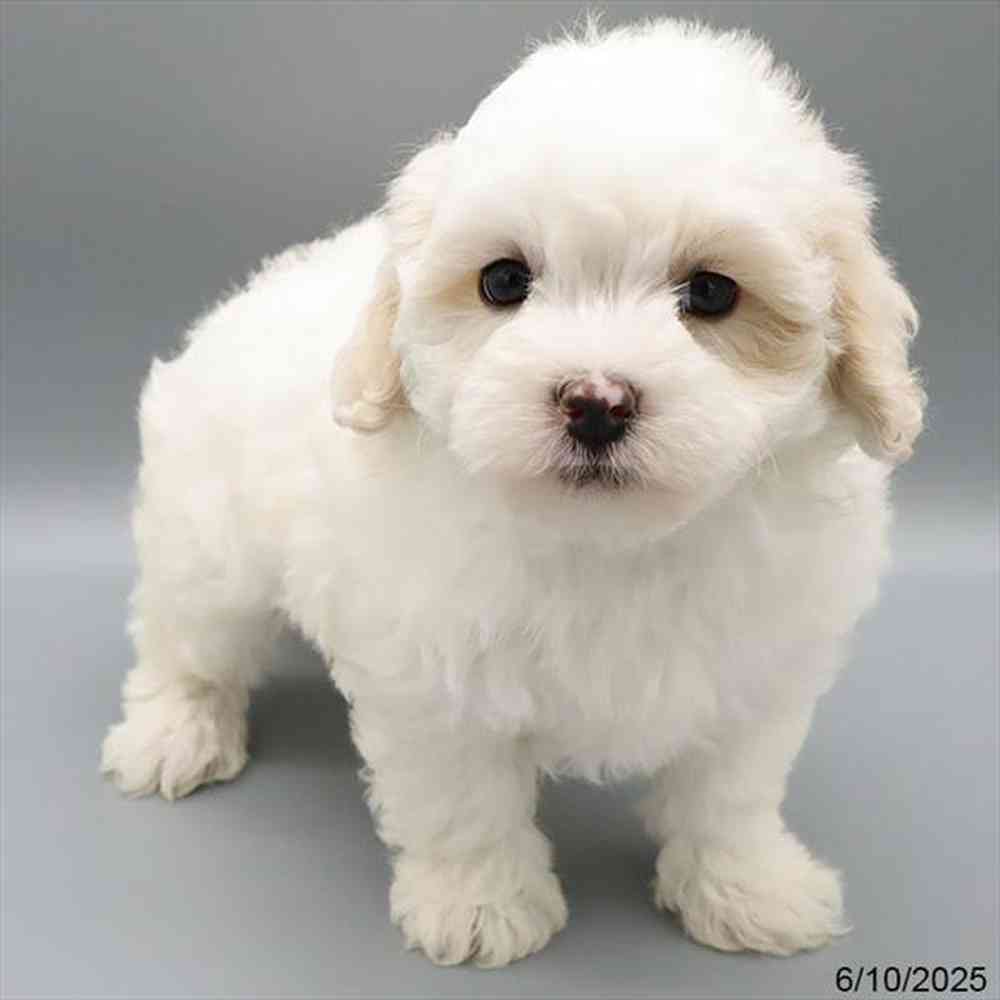 Image of a pet breed in the gallery