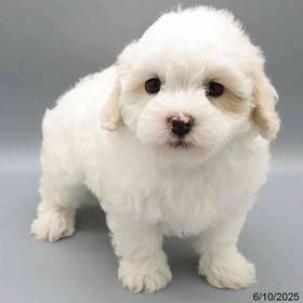 Maltipoo