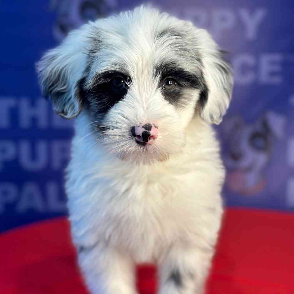 carousel pet images