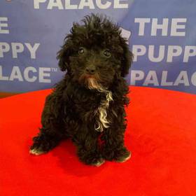 Poodle