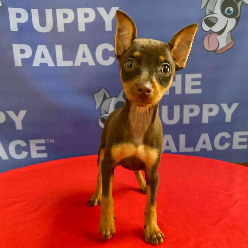 carousel pet images