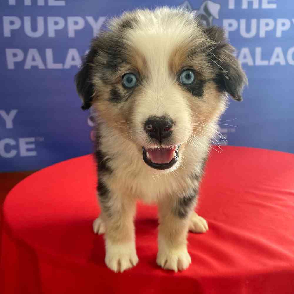 carousel pet images