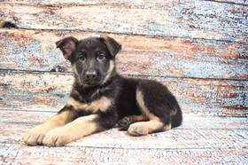 German Shepherd