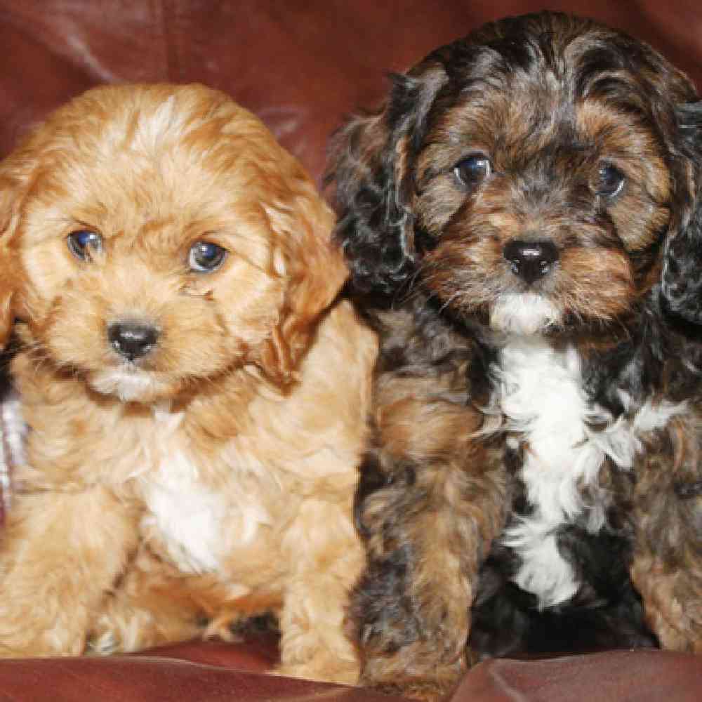 Cavapoo