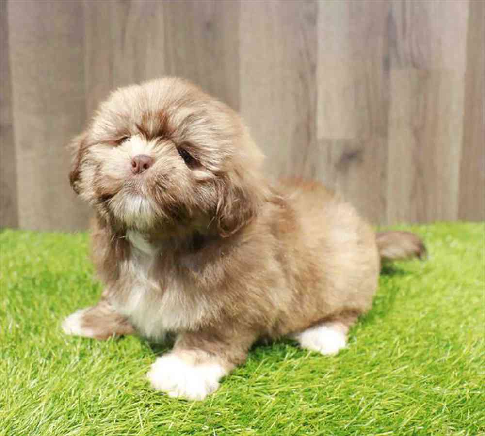 Image of a pet breed in the gallery