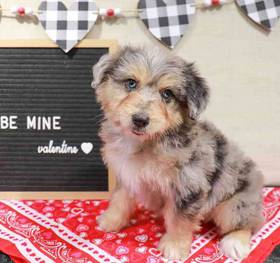 Mini Aussiedoodle