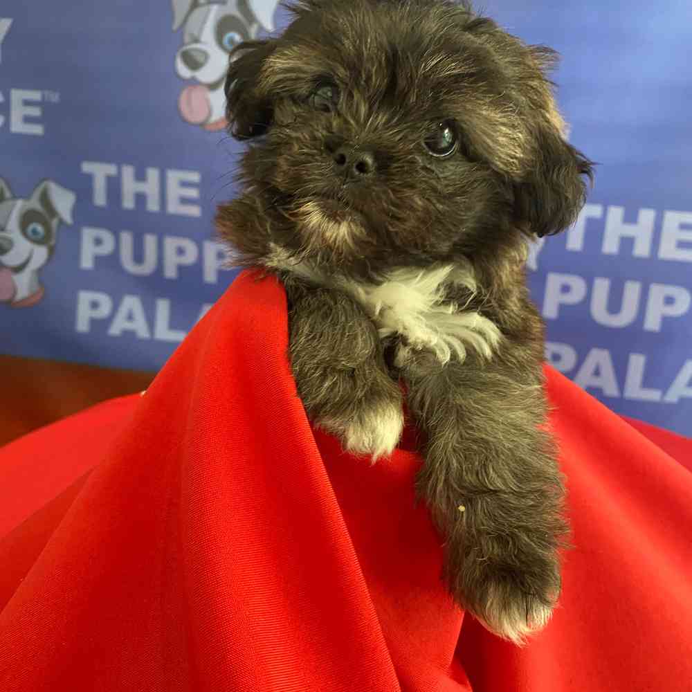 carousel pet images