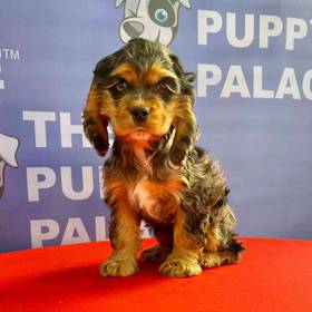 Cocker Spaniel
