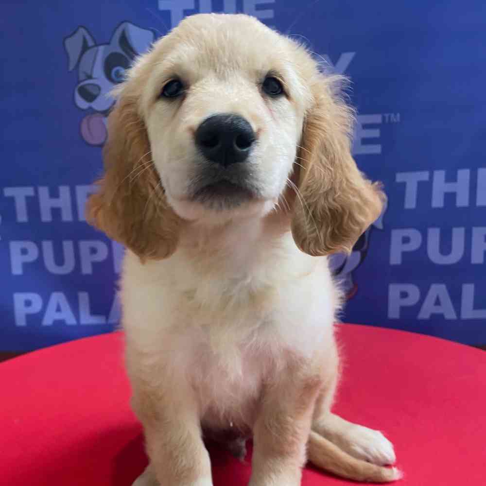 Image of a pet breed in the gallery