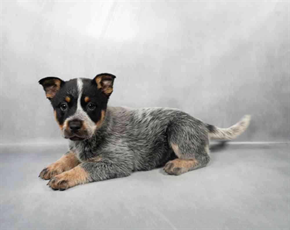 Image of a pet breed in the gallery