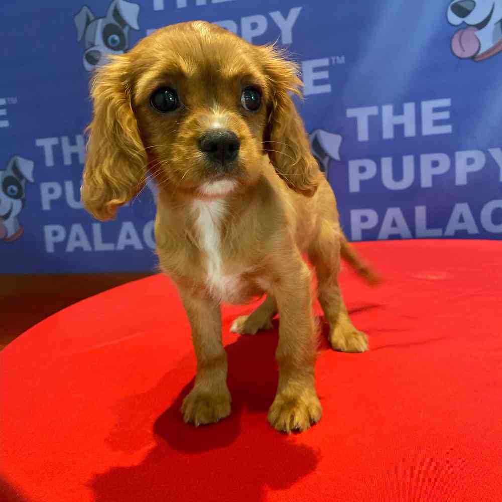 carousel pet images