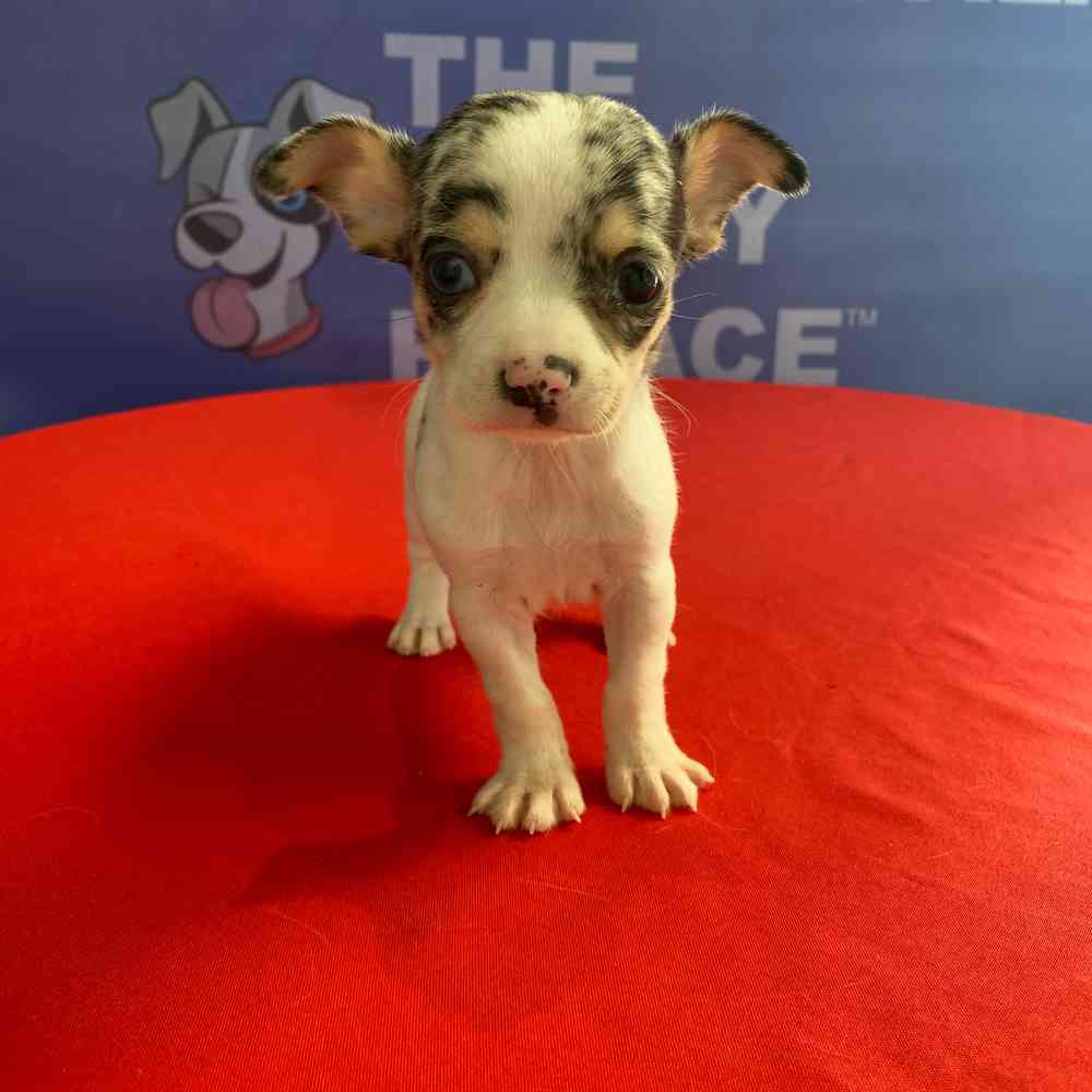 carousel pet images