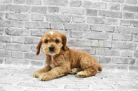 Cocker Spaniel