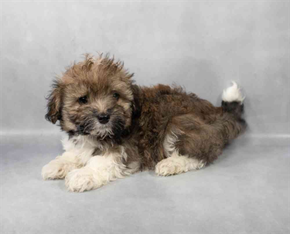 Image of a pet breed in the gallery