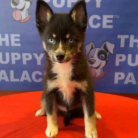 Pomsky