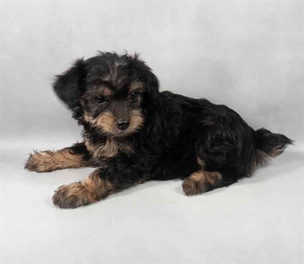 Image of a pet breed in the gallery