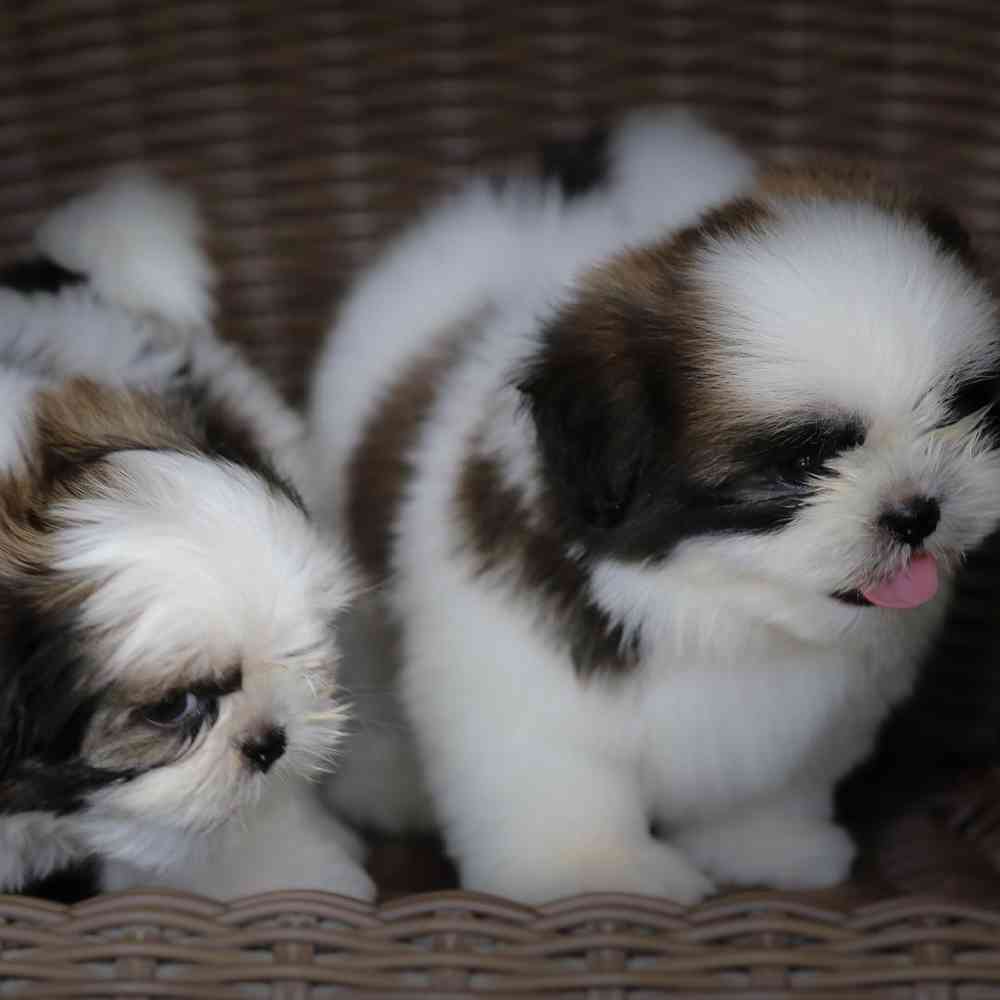 Shih Tzu