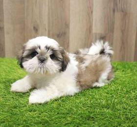 Shih Tzu