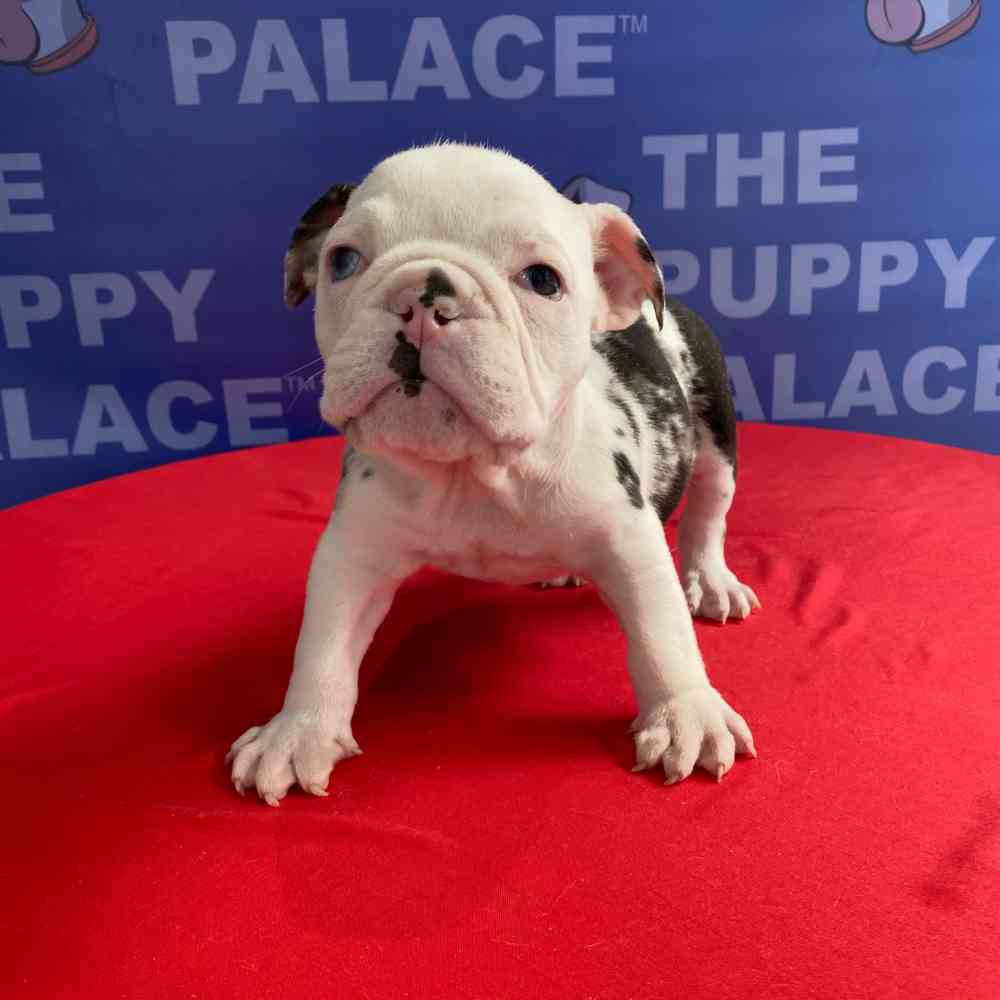 carousel pet images
