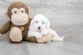 F1B Mini Sheepadoodle