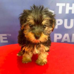 Yorkie
