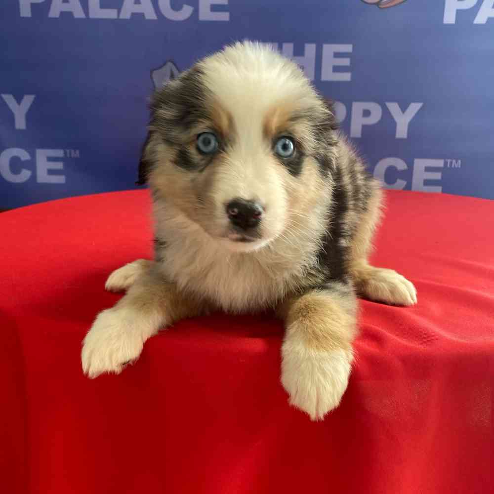 carousel pet images