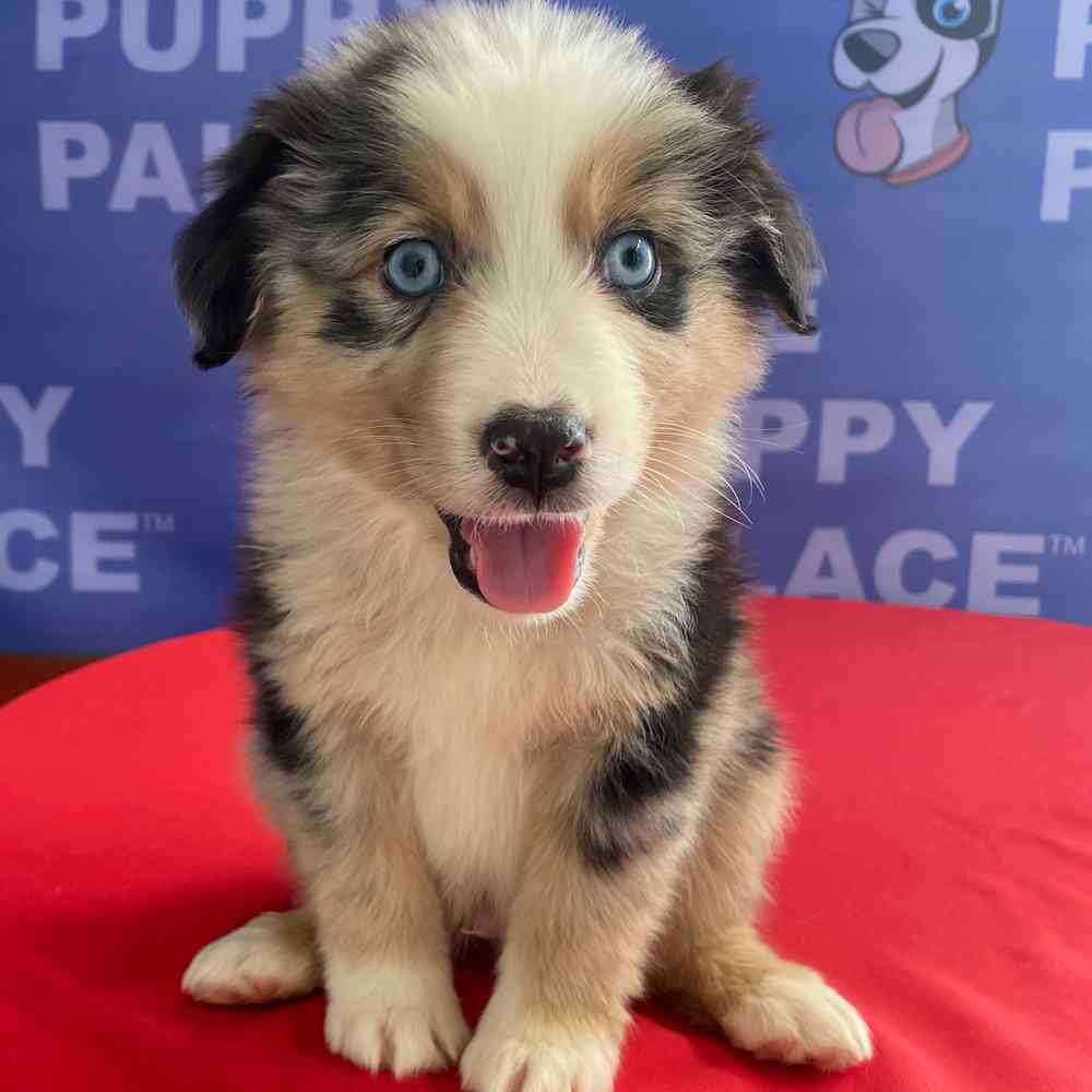 carousel pet images