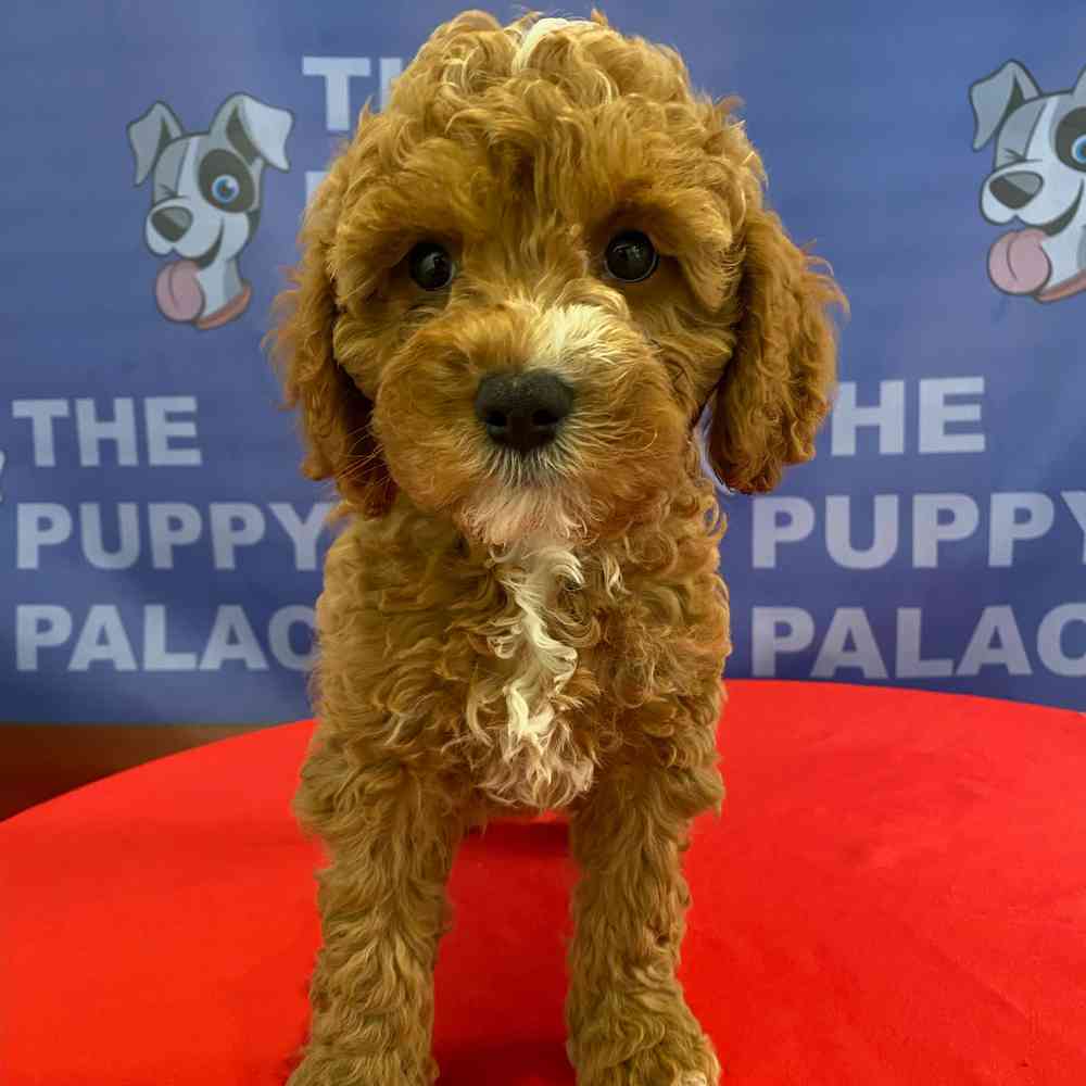 Image of a pet breed in the gallery