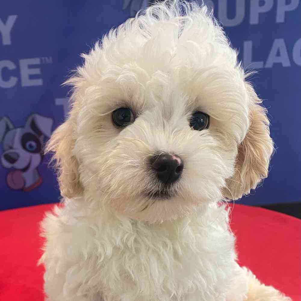 Image of a pet breed in the gallery