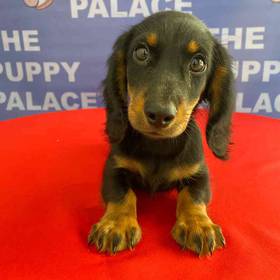 Dachshund