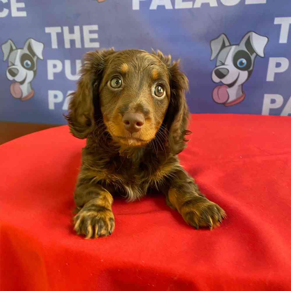 carousel pet images