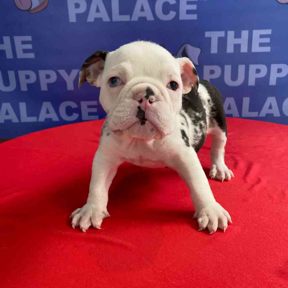 carousel pet images