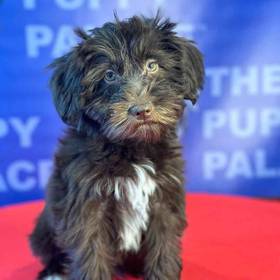 Mini Schnauzer