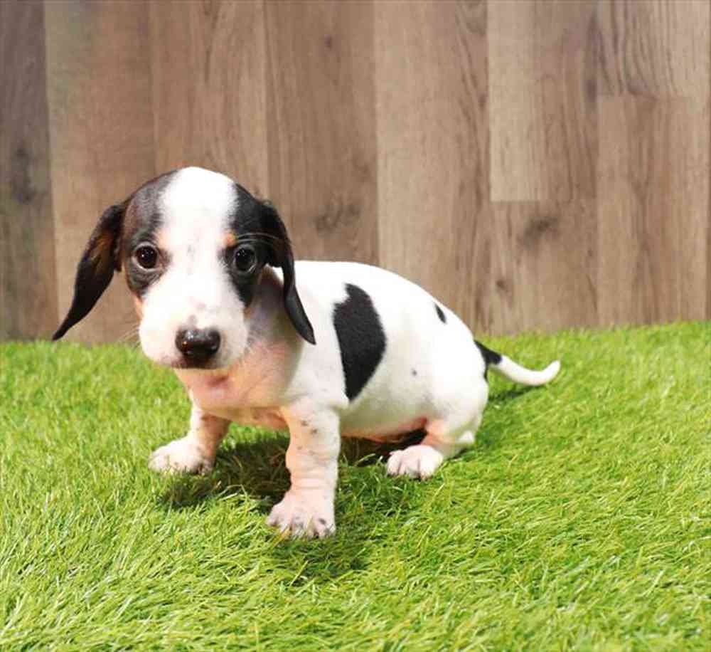 Image of a pet breed in the gallery