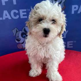 Havanese