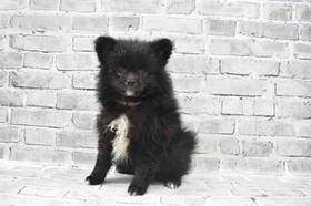 Pomeranian