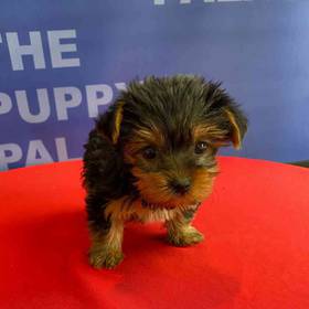 Yorkie