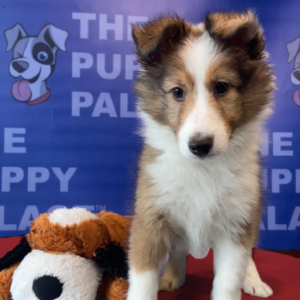 carousel pet images