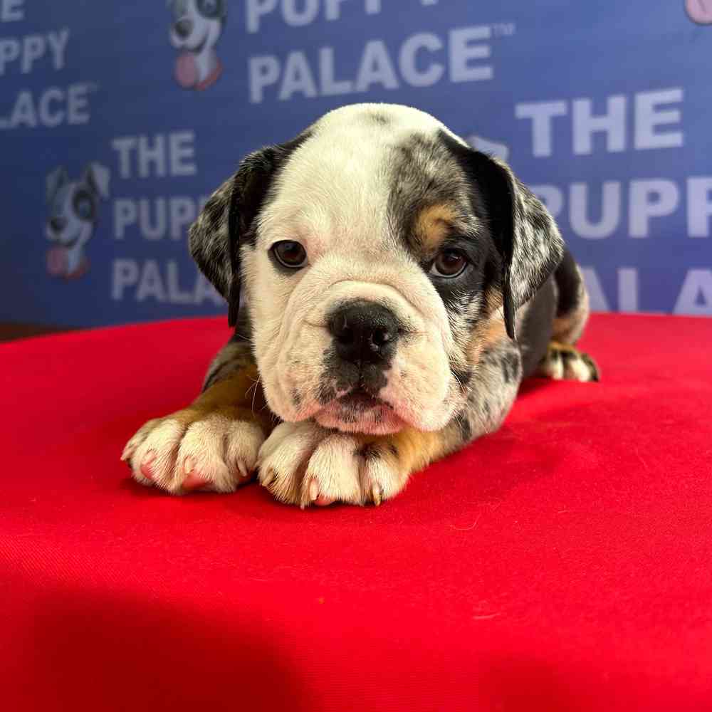 carousel pet images