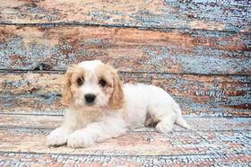 Cavachon