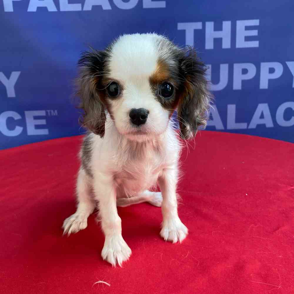 carousel pet images