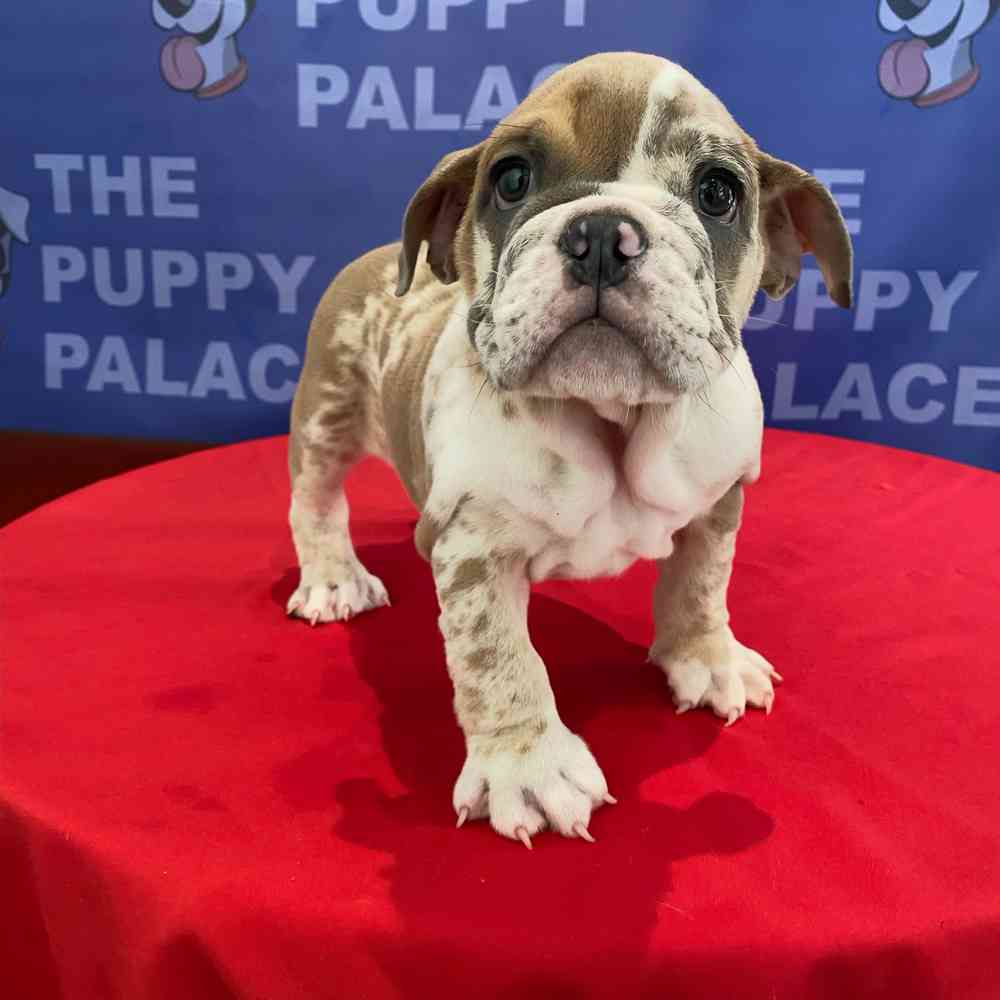 carousel pet images