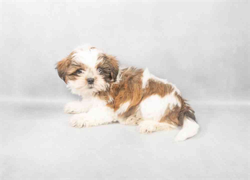 Image of a pet breed in the gallery